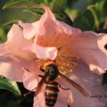 サザンカの蜜にきたスズメバチ　2014．10.24　栃木県小山市