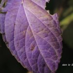 なんとも不思議な紫色したアジサイの葉っぱ　2014.10．28　栃木県小山市