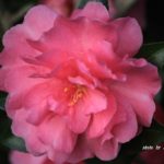 八重でピンクのバラのようなサザンカ　2014.11．6　栃木県小山市