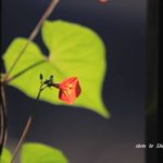 緑の葉をバックにオレンジの花びらを透過光で撮るマルバルコウソウ　2014.9．2　栃木県小山市