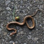 年に１～2回しか会わない蛇のうちさらに初めて会うジムグリという蛇　2014.9．6　栃木県小山市