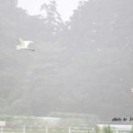 白いもやの中を飛ぶ白いダイサギ　2014.8．18　栃木県小山市
