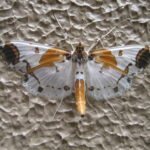 こんなきれいな蛾、初めて見た、ツマグロシロノメイガ　2017.6．3　長野県湯田中温泉