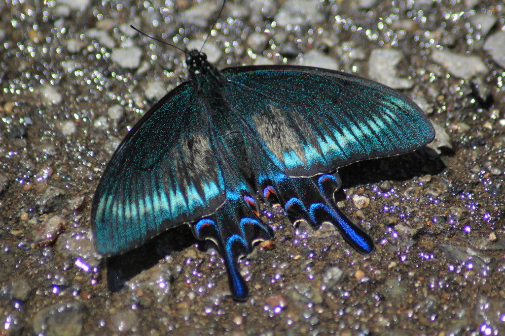クジャクの羽のような金属光沢が美しいミヤマカラスアゲハ春型オス