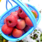 信州のおいしいりんご通販はじめます　長野県山ノ内町産サンふじりんご