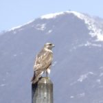 長野県（信州）山ノ内町で見られた野鳥　16  ノスリ
