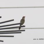 今朝の散歩中に出会った鳥：オオヨシキリ　2014.6．18　栃木県小山市