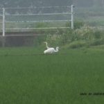 今朝の散歩中に出会った鳥：ダイサギとアオサギのニアミス　2014.5．29　栃木県小山市
