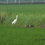 今朝の散歩中に出会った鳥：ダイサギとカルガモ　2014.6．10　栃木県小山市