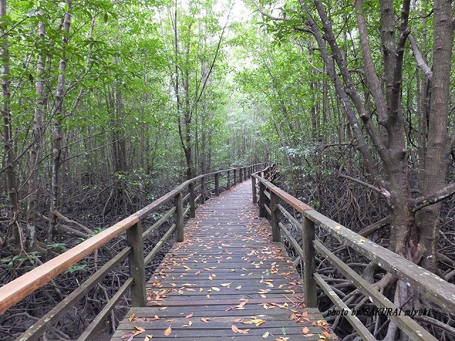 マングローブ林の木道