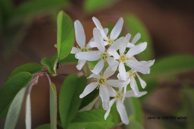 名前不詳の白い花
