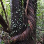 ボルネオ島で出会った植物：絞殺しの木　2014.2．12　グヌンムル国立公園