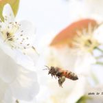 梨の花にきたミツバチ　2014.4．18　栃木県小山市
