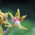 ボルネオ島で出会った花：ラン科の一種　2014.2．12　グヌンムル国立公園