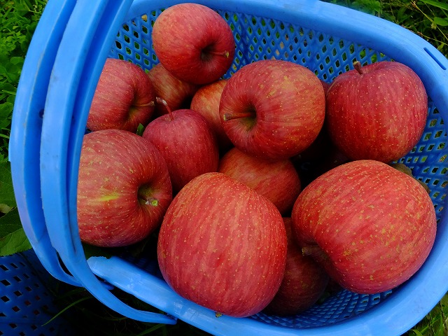 収穫したばかりのりんご　ふじ　長野県山ノ内町
