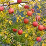 りんごの無農薬栽培がむずかしいワケ　ーーー農薬メーカー元社員が語る